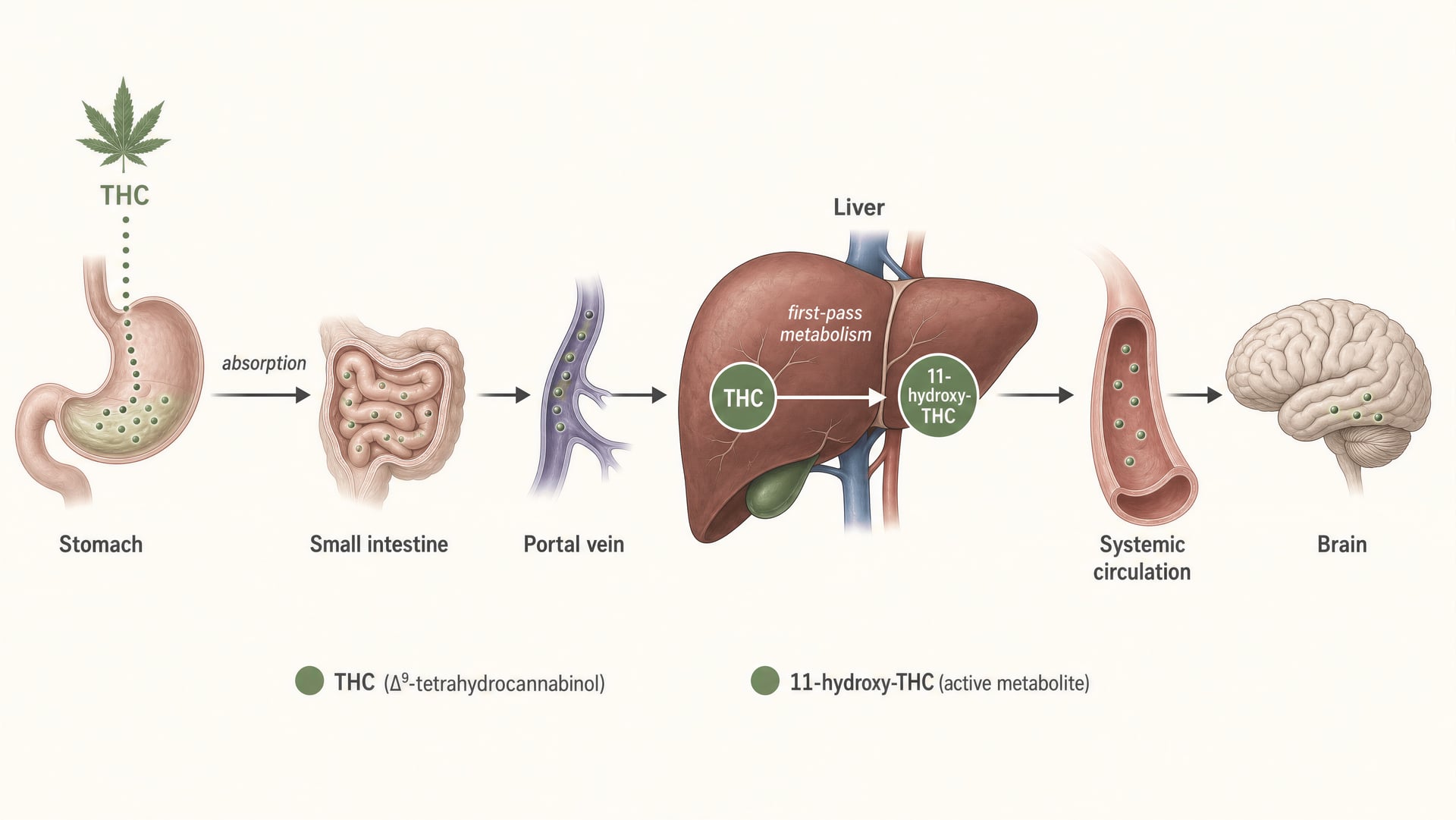 Diagram showing THC absorbed in the gut, passing through the liver, and forming 11-hydroxy-THC before wider circulation.
